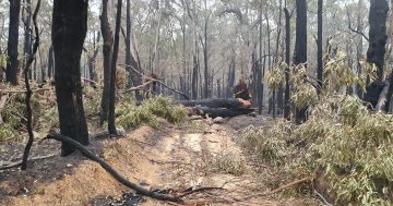 Black Summer bushfires' aftermath leaves burning questions