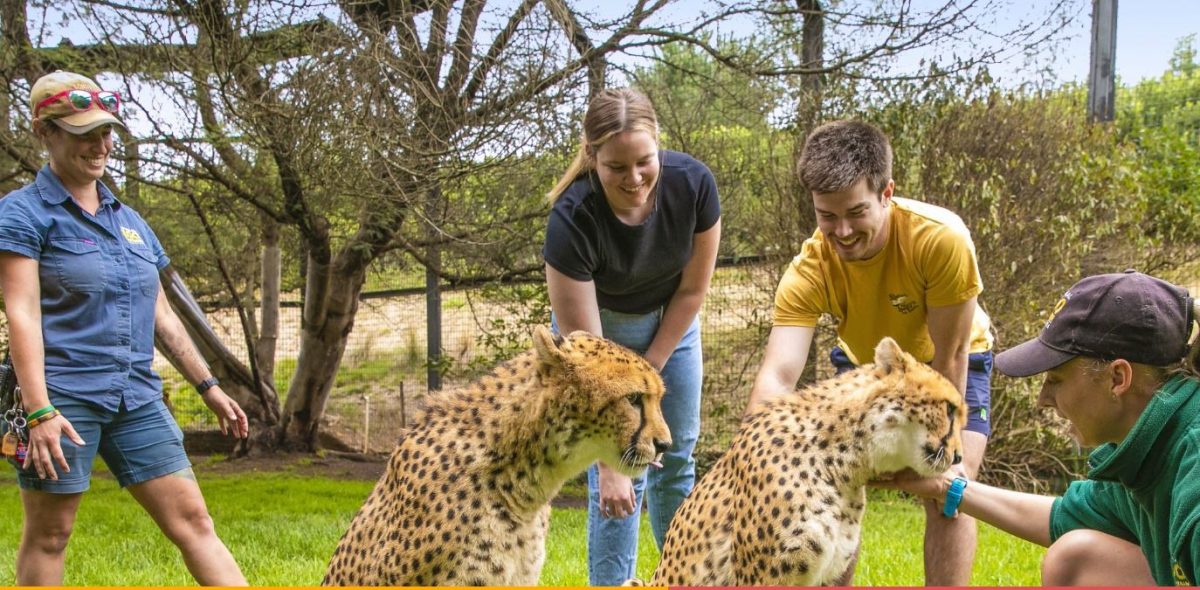 young couple pet two cheetahs at the canberra national zoo