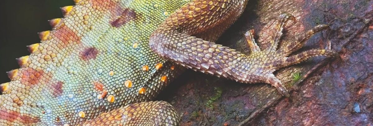 Photo of a lizard on a branch 