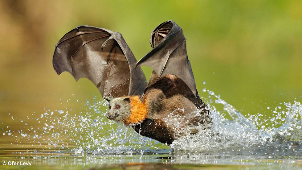 Photo of a flying fox skimming the water 