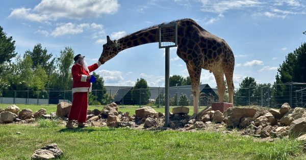 The National Zoo's animals get to celebrate Christmas too