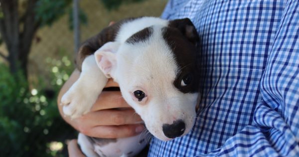 Room for one more? Calls for Canberrans to open their homes to a new furry friend over Christmas