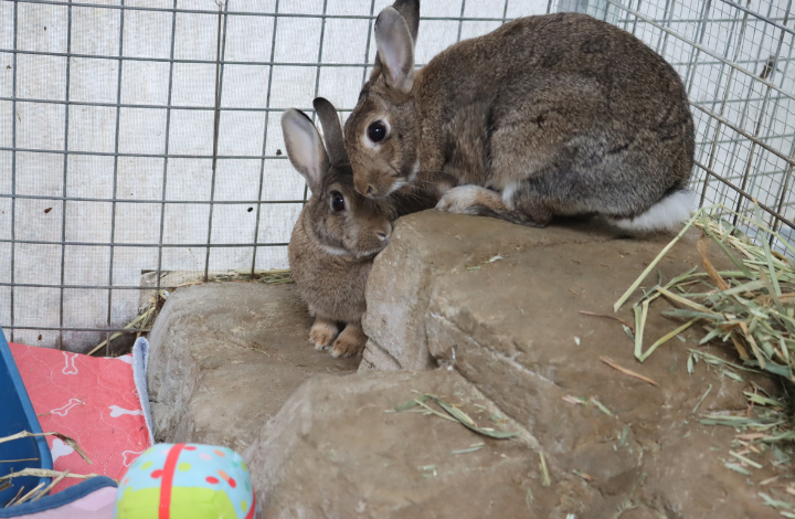 Miffy and Maze