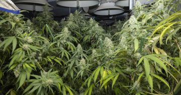 Police allegedly seize 156 cannabis plants from Kaleen grow house