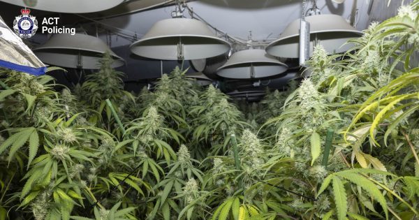 Police allegedly seize 156 cannabis plants from Kaleen grow house