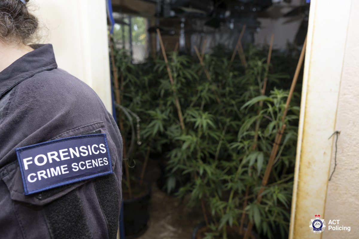 Police allegedly found 156 cannabis plants at a home in Kaleen on 8 January