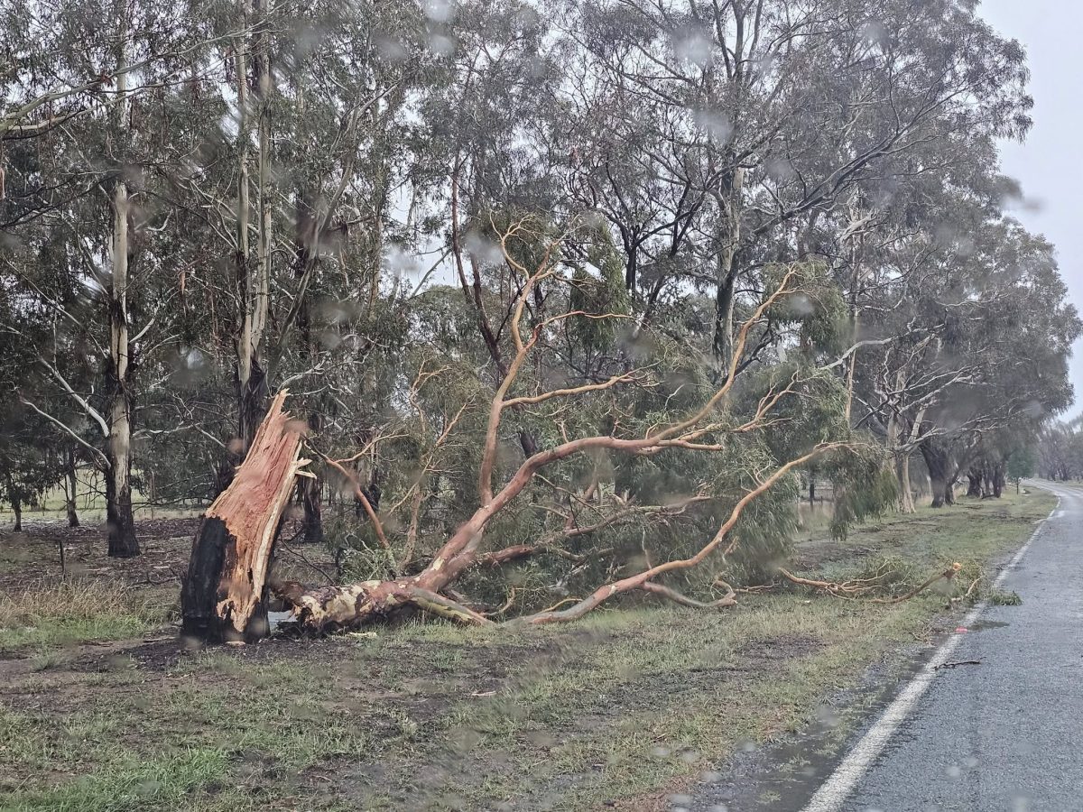 trees down after a storm