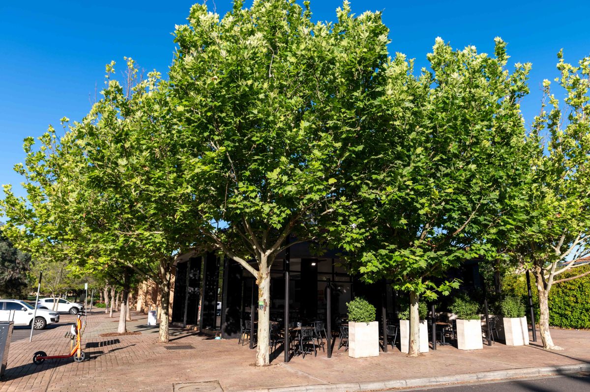 a cafe surrounded by trees