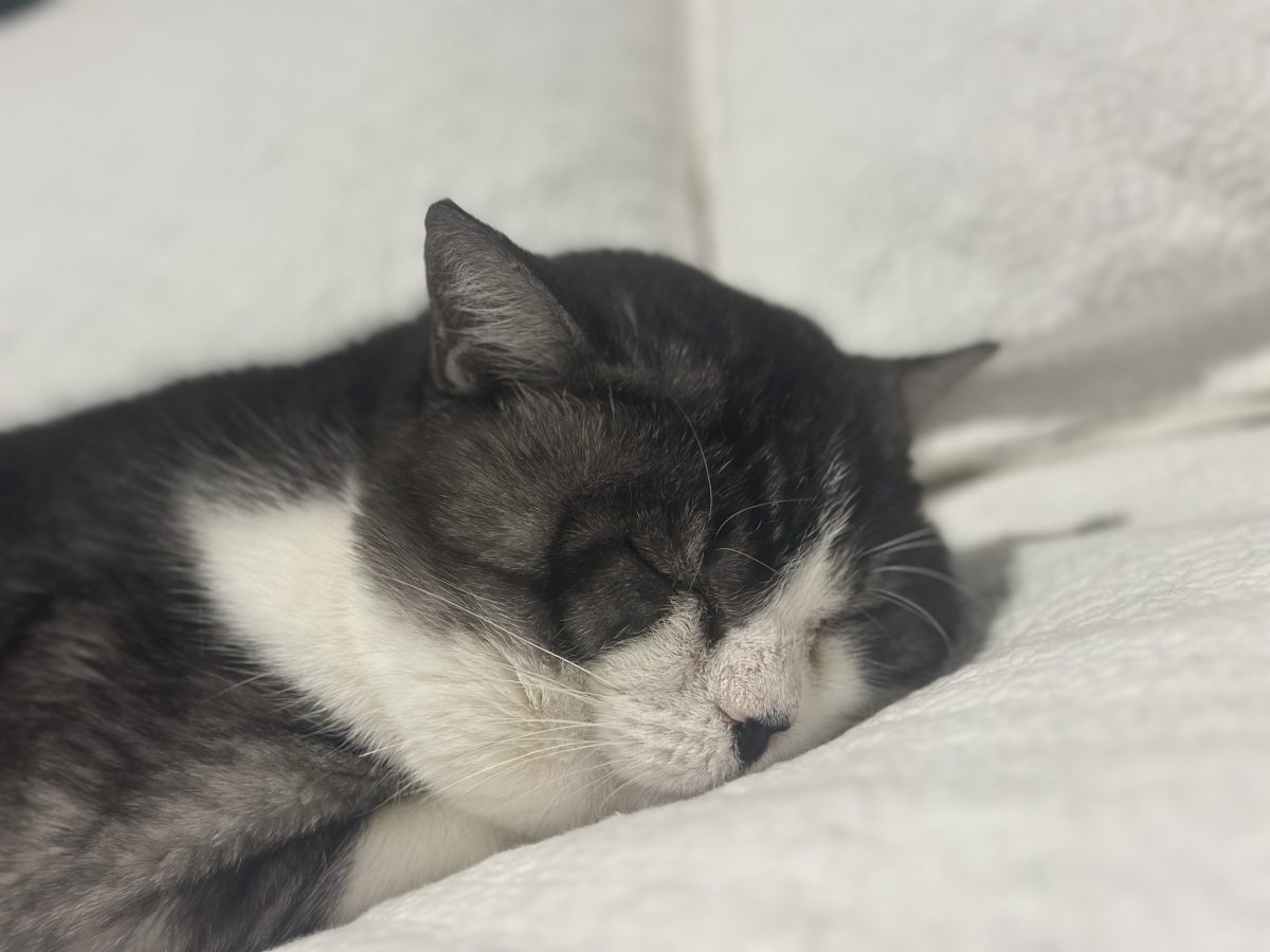 A black-and-white cat asleep on white bedding