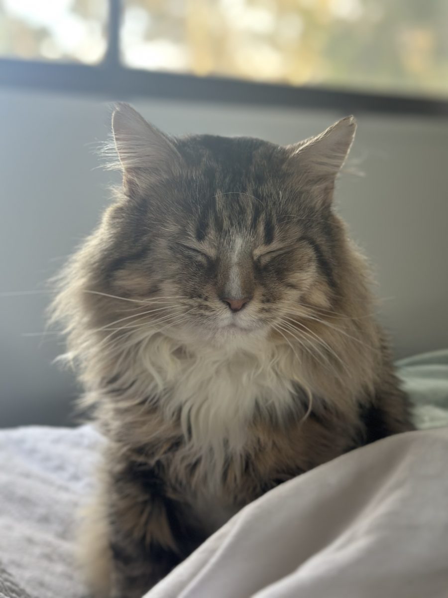 A fluffy cat sitting up, eyes closed