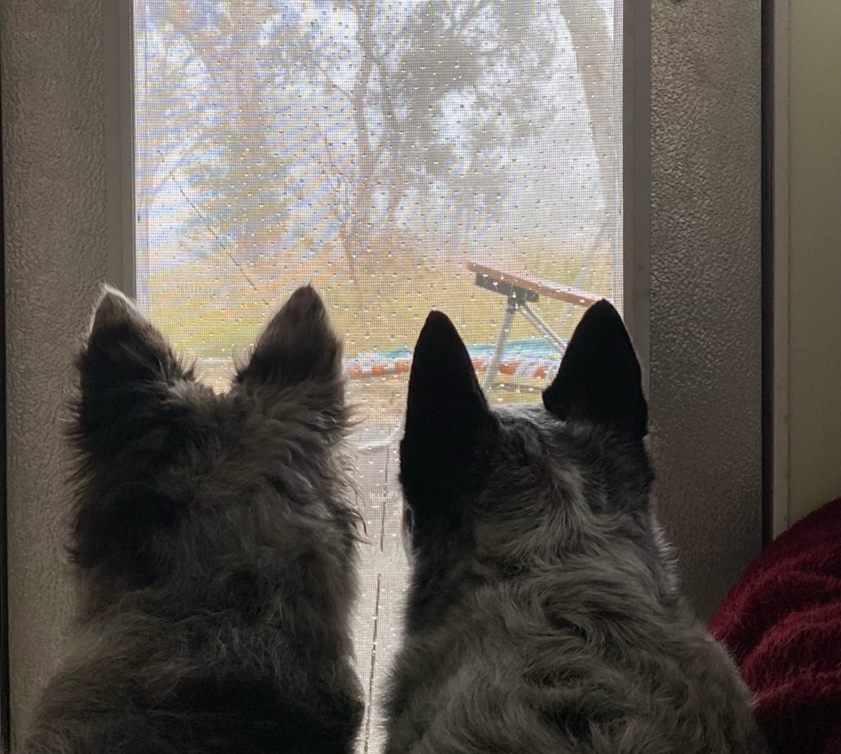 two dogs looking out a window during rain