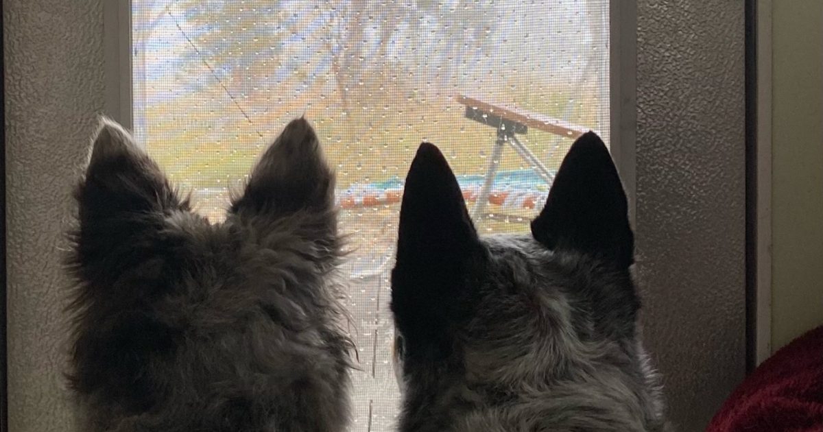 Wild weather stressing your pets? Stay calm, bring them indoors and have a little empathy | Riotact