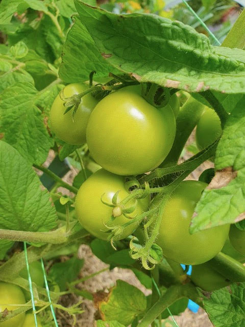 tomatoes on the vine