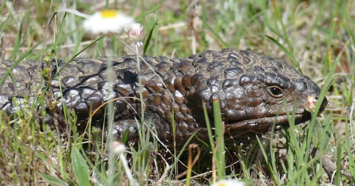 Shinglebacks, the pinecone lizards that are all bluff | Riotact