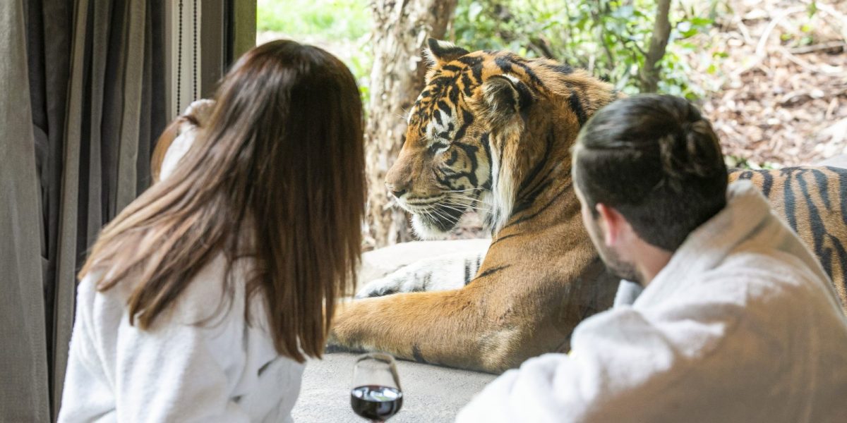 a couple looking at a tiger through a window at a wildlife lodge