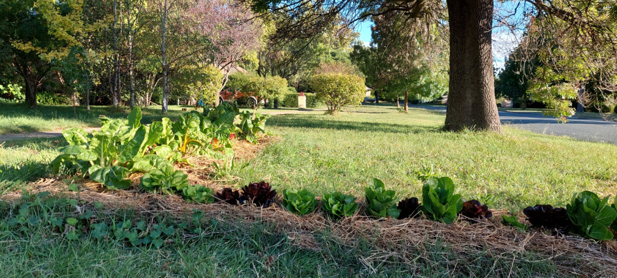 A community veggie garden on a nature strip