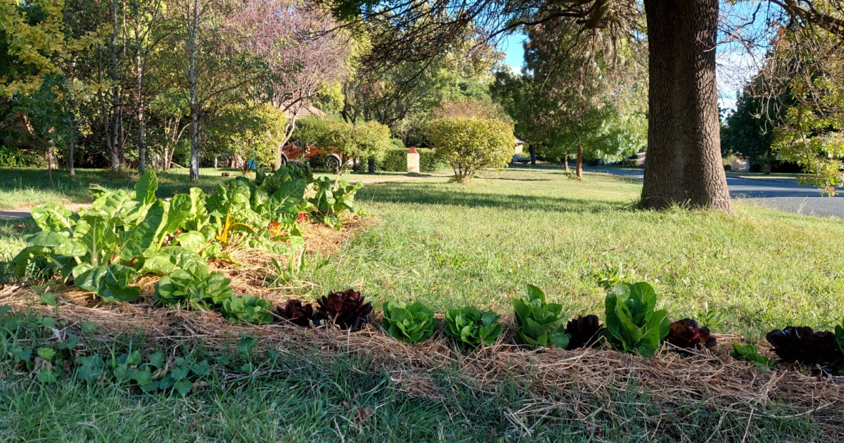 ‘We want to end the monoculture of mown lawns’: Plan to grow veggies on Canberra nature strips takes root | Riotact