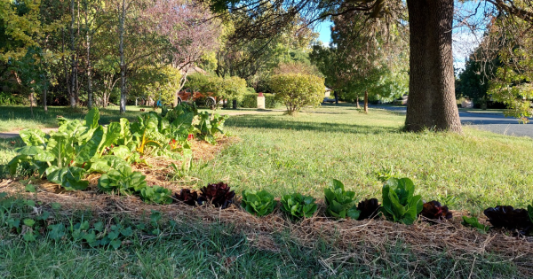 'We want to end the monoculture of mown lawns': Plan to grow veggies on Canberra nature strips takes root