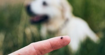 Ticks are out in force, so be sure to check and protect your pets this summer