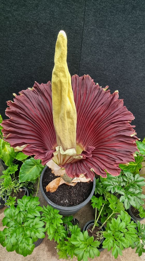 Corpse Flower up close