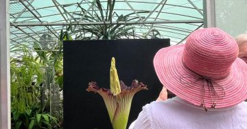 Canberra's corpse flower defies expectations, blooms for the first time