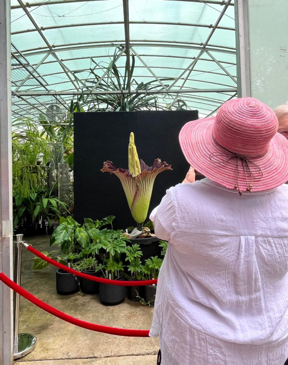 Corpse Flower in bloom