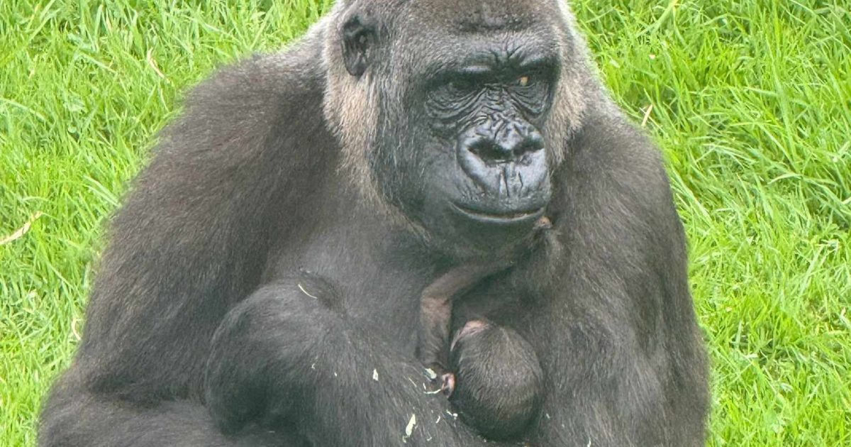 Look out Kaius, there’s a new baby gorilla in town | Riotact