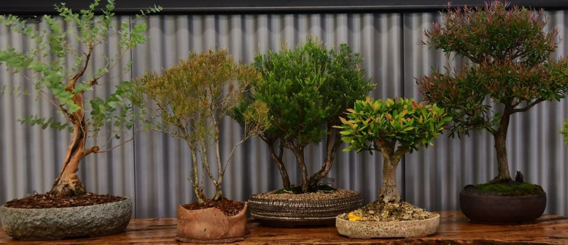 a photo of bonsai trees 