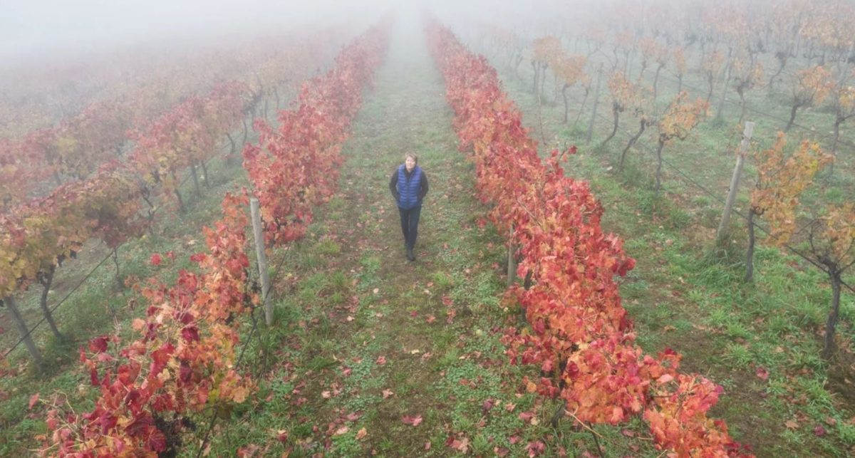 a photo of a woman walking through a vineyard