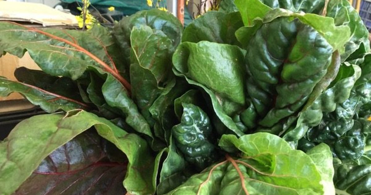 Changeable summer weather a boon for leafy greens | Riotact