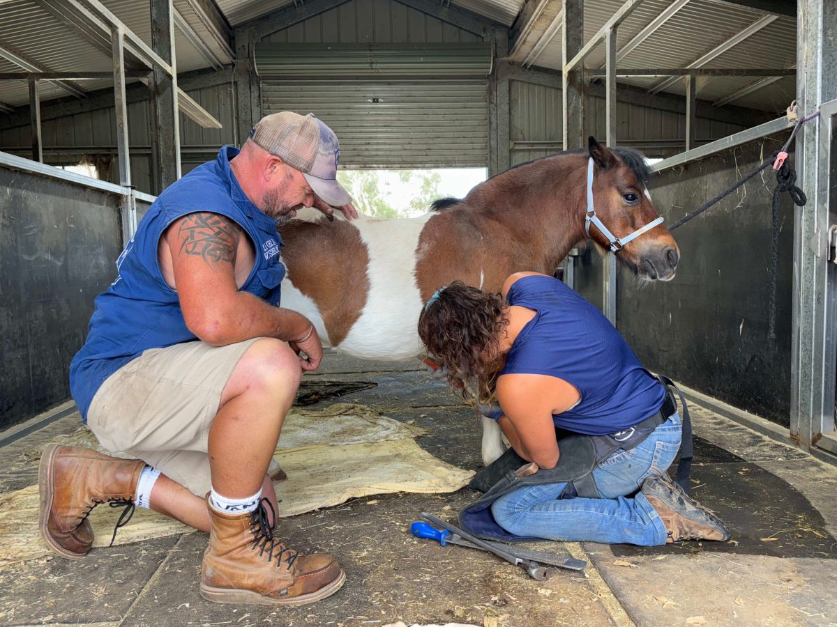 Arlo Stephens and his trainee Kayla Agostino show a horse.