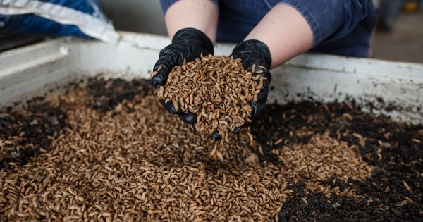 Hume's world-first maggot farm is going global