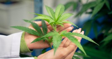 'Overall positive attitude' to ACT's cannabis laws but some 'wrinkles' need ironing out, new study finds