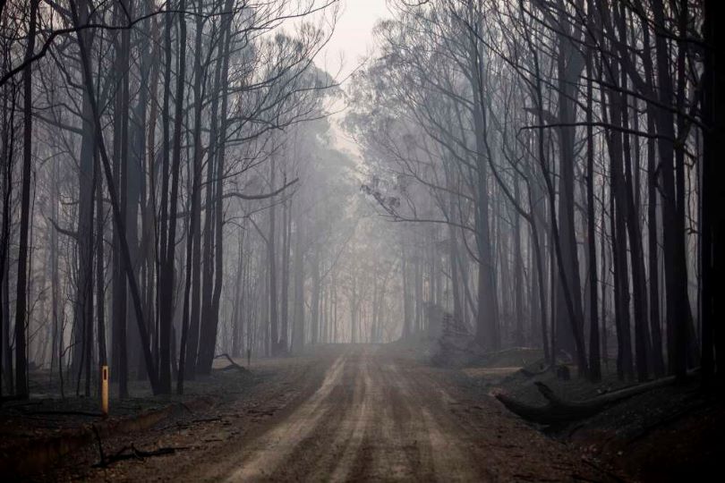 An image of an aftermath of a bushfire.