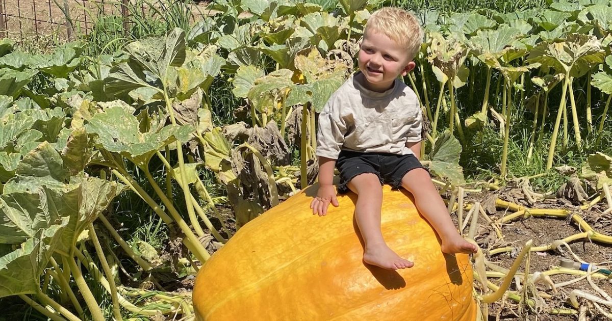 Whopper pumpkins and flavours grown to the ‘Max’ | Riotact