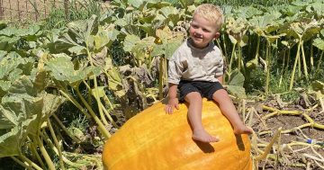 Whopper pumpkins and flavours grown to the ‘Max’