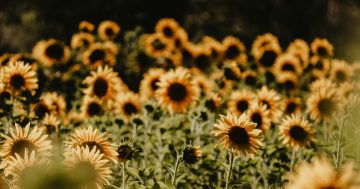 Sunflowers turn Majura Valley Farm Gate into an a-maze-ing place