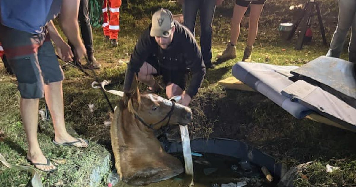 Horse in a hole: Septic tank plunge sparks South Coast rescue operation | Riotact