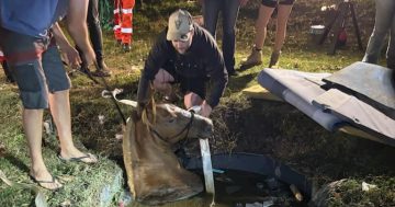 Horse in a hole: Septic tank plunge sparks South Coast rescue operation