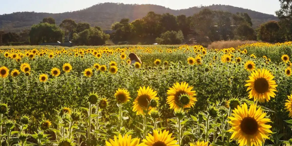 photo of the majura sunflower maze 