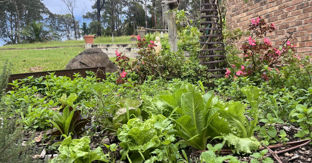 A warm autumn is great for the garden | Riotact