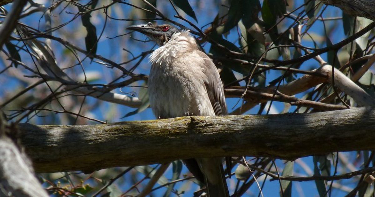 Noisy Friarbirds: noisy yes, but why a friar? | Riotact