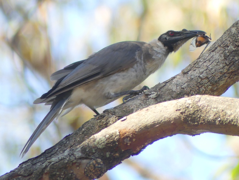 Noisy Friarbird with a cicada that it took some time to subdue.