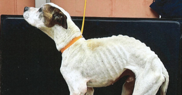 Decade-long ban on owning pets due to severely emaciated dog