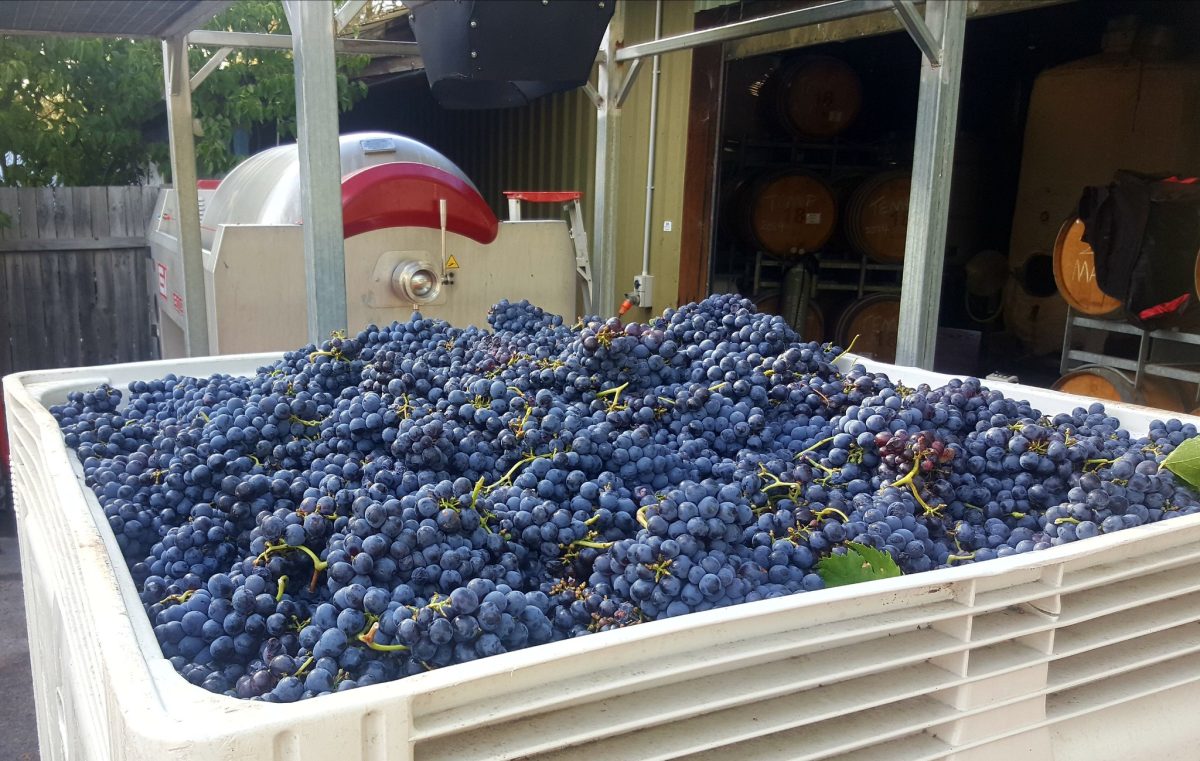 harvested sangiovese grapes