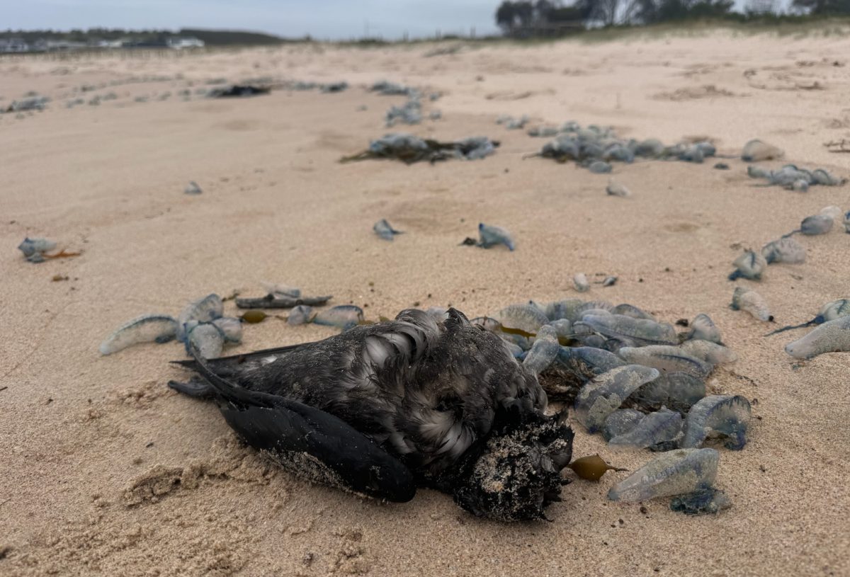 short-tailed shearwater