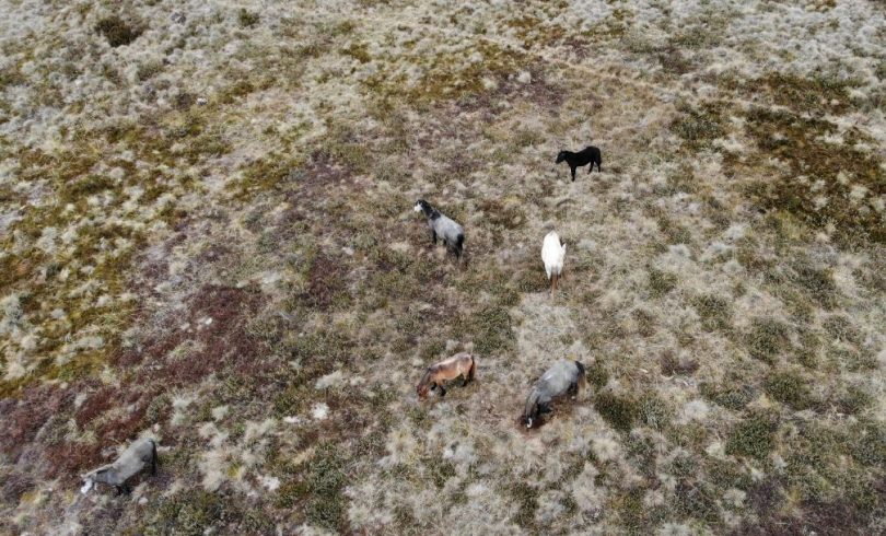 Wild brumbies at Currango Plains in Kosciuszko National Park