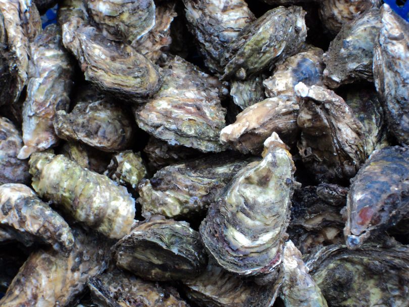 Sydney Rock Oysters, a quintessential taste of summer on the Far South Coast. Photo: NSW DPI.