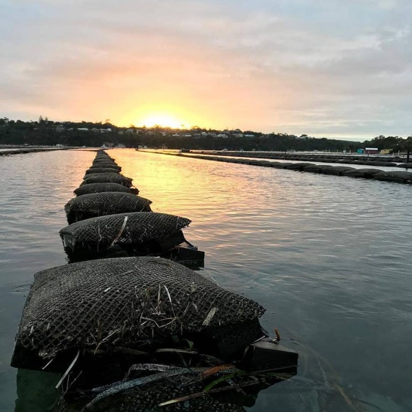 Wheelers Oyster Farm, Merimbula Lake. Photo" Wheelers Restaurant Facebook.