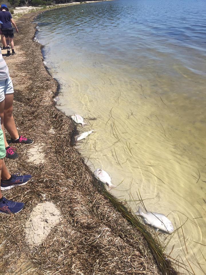 Thousands of dead fish including beautiful good-sized snapper and leather jackets have died. Photo: Doug Reckord.